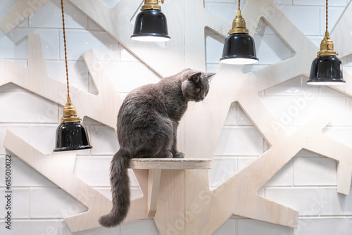 Foto 室内猫　猫カフェ　イメージ