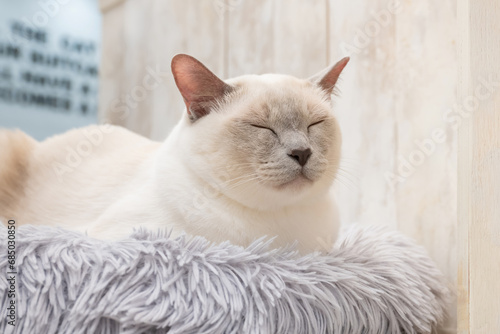 Konstfotografi 室内猫　猫カフェ　イメージ