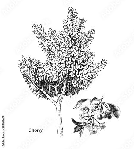 Cherry tree and branch vector