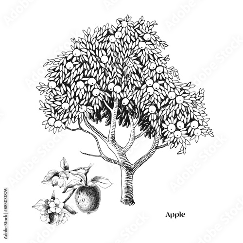 Apple tree and branch vector