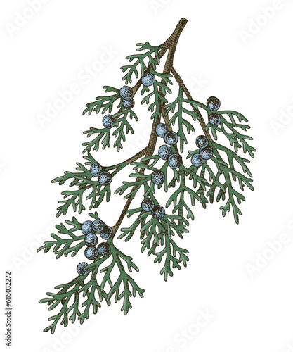 Juniperus scopulorum hand drawn tree branch