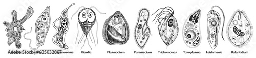Protozoa most common diseases set