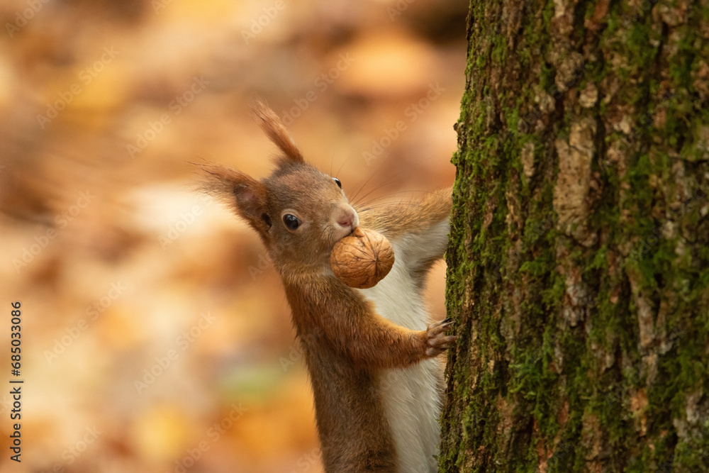 Eichhörnchen mit einer Nuss schaut im Herbst hinter einem Baum hervor, Sciurus vulgaris