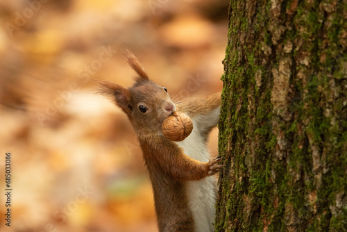 Eichhörnchen mit einer Nuss schaut im Herbst hinter einem Baum hervor, Sciurus vulgaris