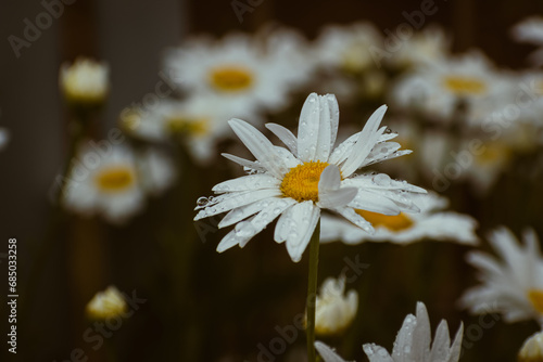 Wild daisy flowers in the countryside after rain