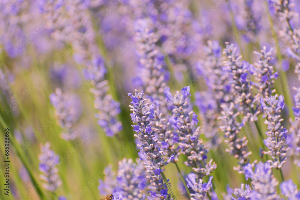 Obraz premium Lavender field in the summer