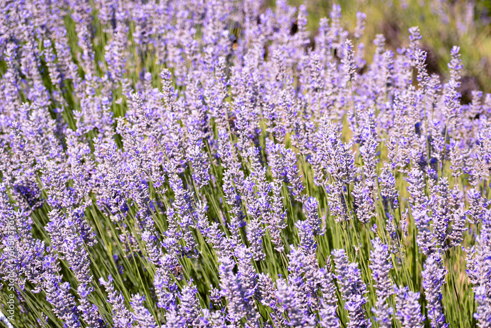 Fototapeta premium Lavender field in the summer