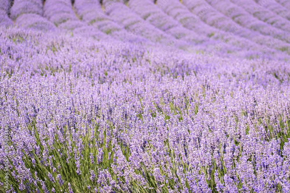 Obraz premium Lavender field in the summer