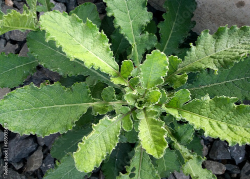 Naturally grown herbs Lactuca virosa. Sometime it is used as herbal medicine