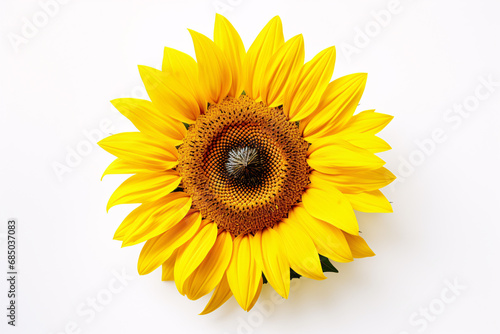 Single sunflower head on white background