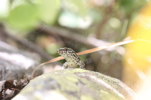 common wall lizard on a rock in the french alps