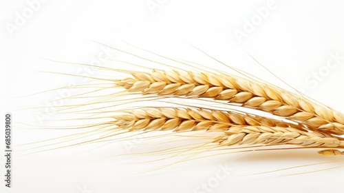 Ear of wheat spikelet on white background,spikelets with wheat on a white background photo