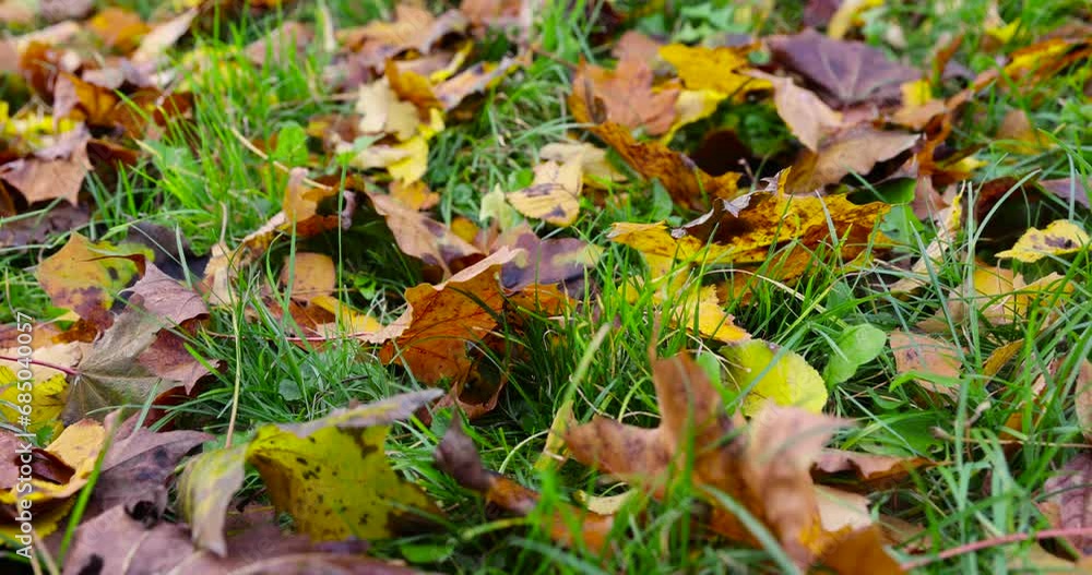 maple trees in autumn, maple in autumn in cloudy weather maple trees in autumn, maple in autumn in cloudy weather