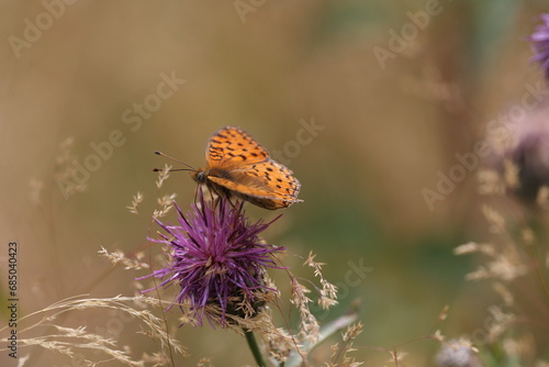 high brown fritillary pollinating a knapp weed in an alpine summer meadow photo