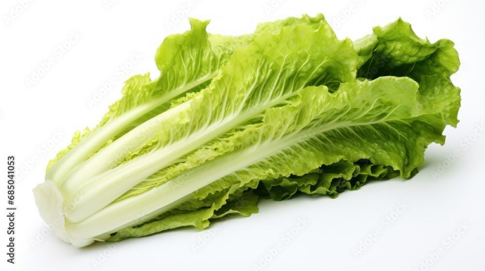 Fresh vegetables, food and environment concept,Romaine lettuce on white background, Fresh vegetables, food and environment concept,Romaine lettuce on white background,