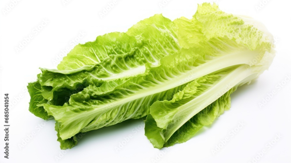 Fresh vegetables, food and environment concept,Romaine lettuce on white background, Fresh vegetables, food and environment concept,Romaine lettuce on white background,