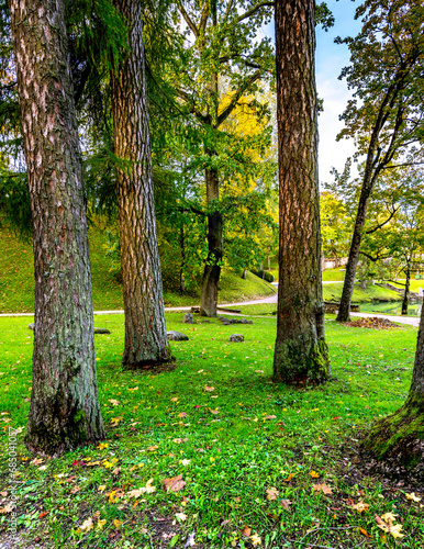 Giant trees of larch in old public park at autumn