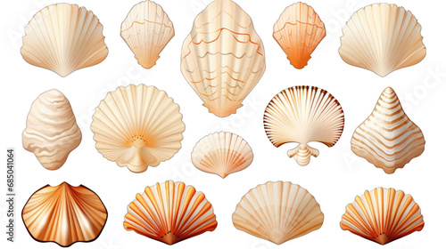 Set of Seashells Isolated on Transparent or White Background, PNG