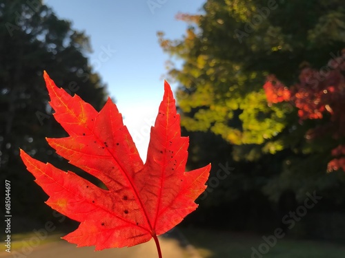 An oak leaf