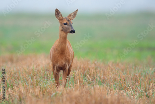 Fototapeta Naklejka Na Ścianę i Meble -  Roe-deer in a clearing in the wild