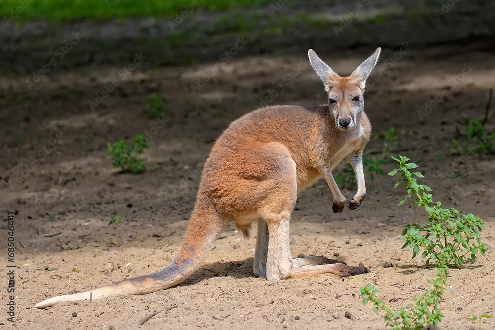 Kangaroo in a clearing