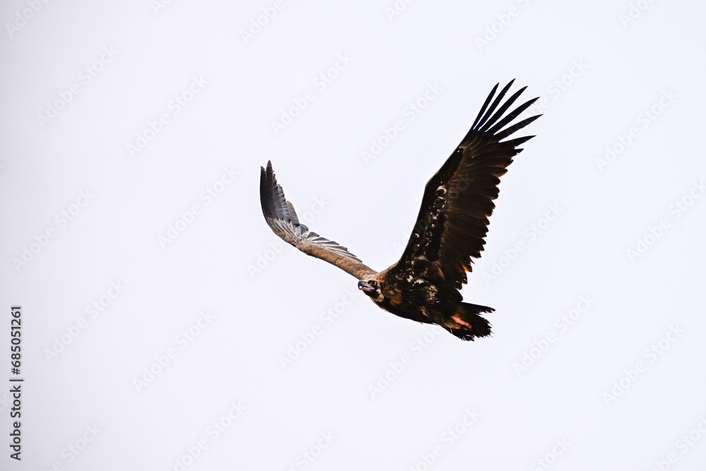 Obraz premium Griffon Vulture or Gyps fulvus in flight.
