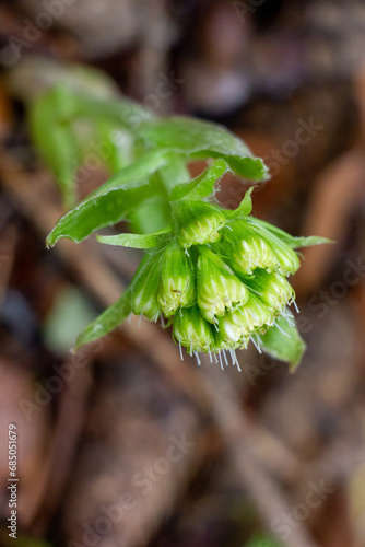Pflanzen im Wald
