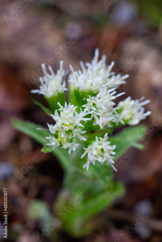 Pflanzen im Wald
