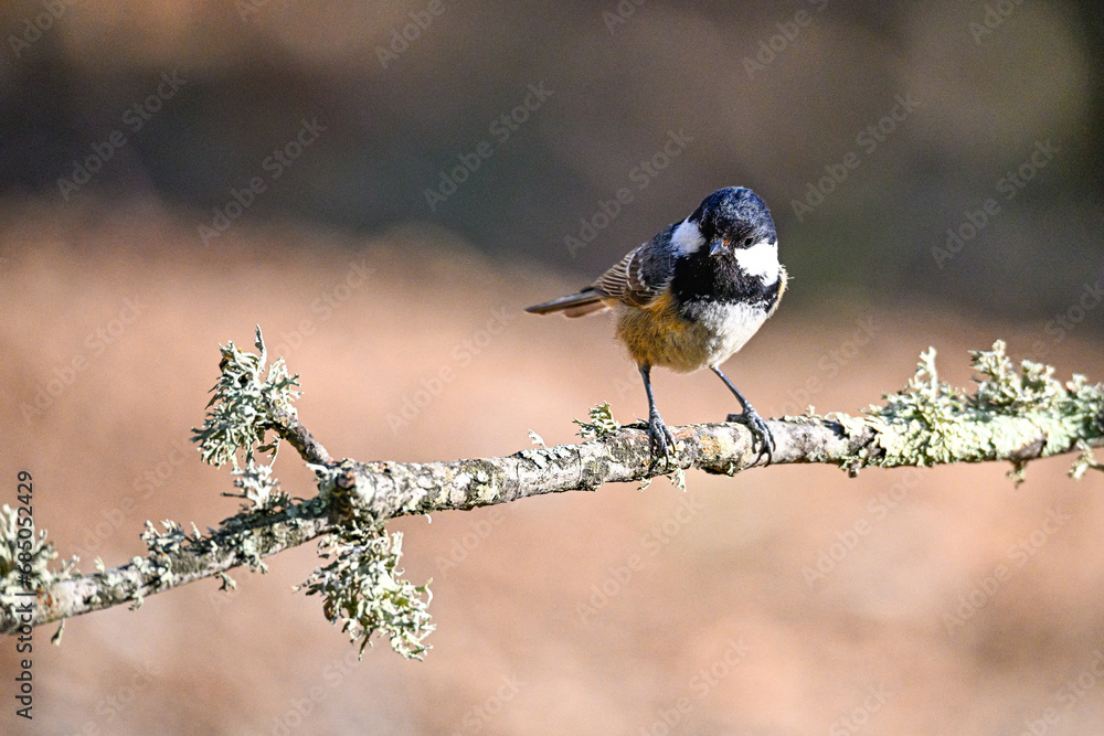 Obraz premium Great Tit, or Periparus ater, perched on its twig.