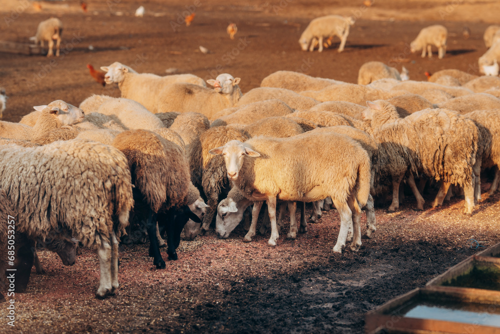 Sheeps in a meadow at sunset. Portrait of sheep. Flock of sheep Sheeps in a meadow at sunset. Portrait of sheep. Flock of sheep