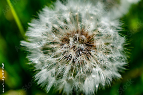 Dandelion flower with achenes  mindfulness and meditation concept  taraxacum