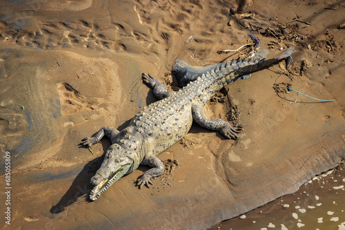 Crocodiles in Tarcoles bridge (Costa Rica)