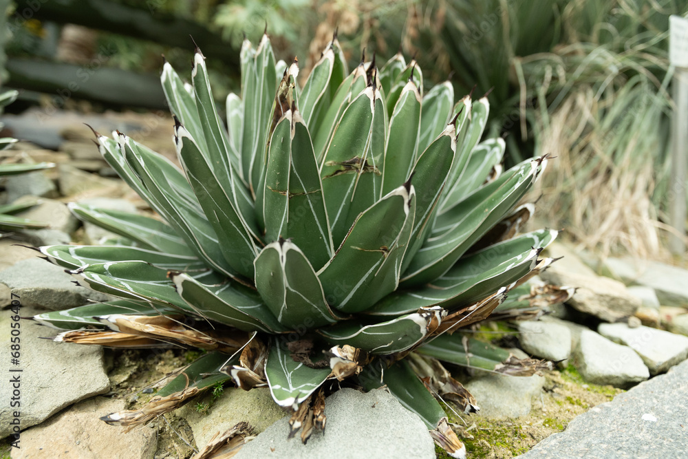 Fototapeta premium Queen Victoria Agave or Agave Victoriae-reginae plant in Saint Gallen in Switzerland