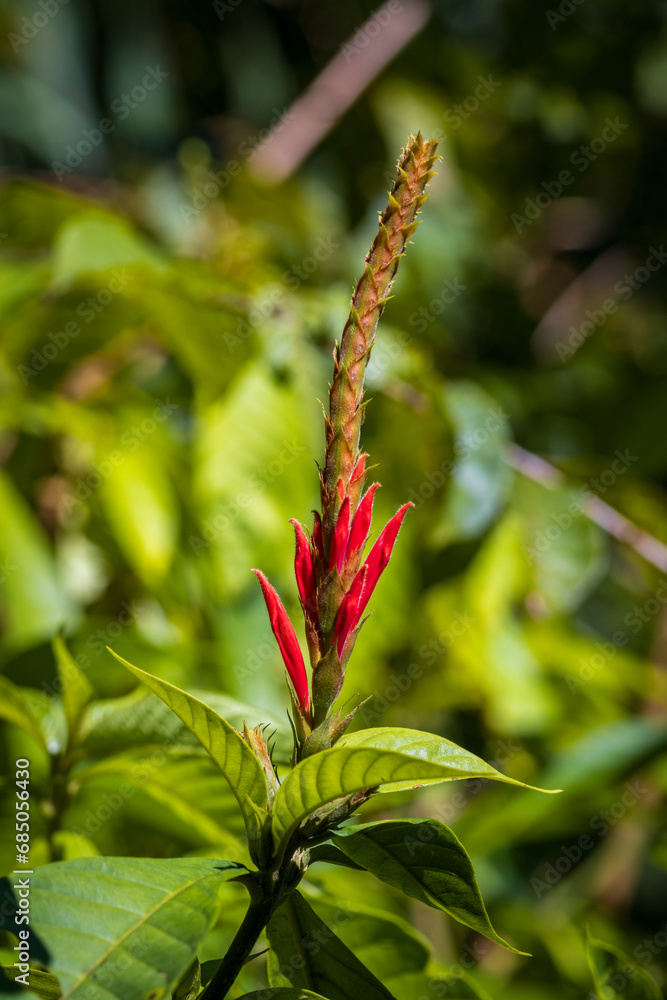 Fototapeta premium Beautiful flower and plants in Manuel Antonio Natural Park (Costa Rica)