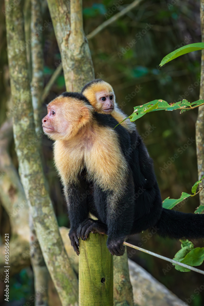 Capuchin monkey in Manuel Antonio Natural Park (Costa Rica) Capuchin monkey in Manuel Antonio Natural Park (Costa Rica)