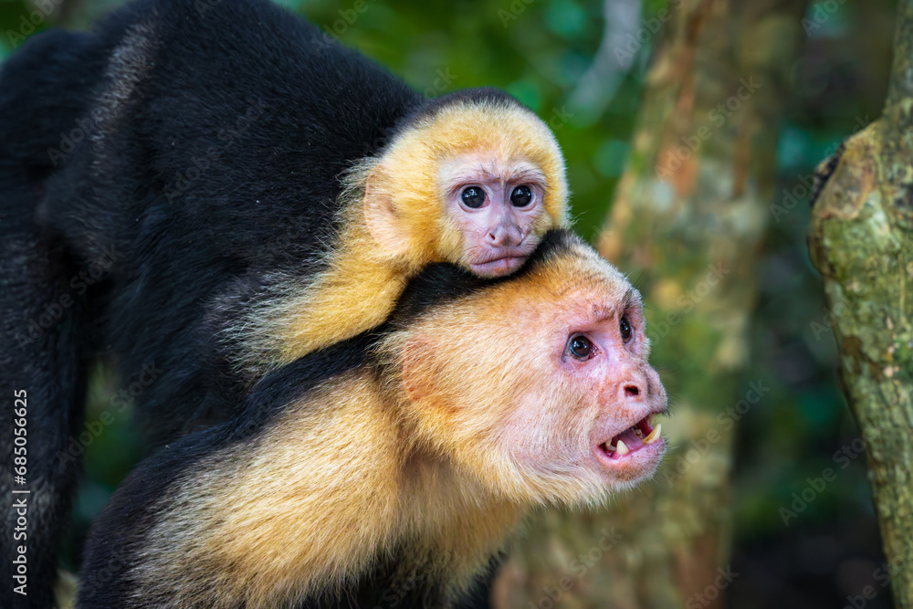 Capuchin monkey in Manuel Antonio Natural Park (Costa Rica) Capuchin monkey in Manuel Antonio Natural Park (Costa Rica)