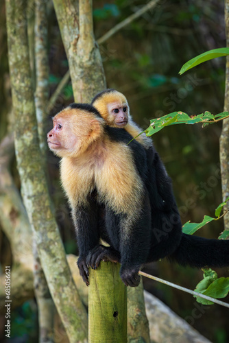 Photography Capuchin monkey in Manuel Antonio Natural Park (Costa Rica)