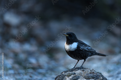 White-caped Blackbird or Turdus torquatus, passerine bird of the Turdidae family.