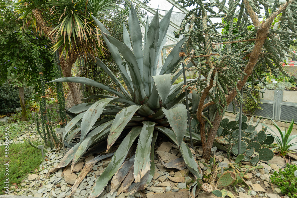 Agave Franzosinii plant in Saint Gallen in Switzerland Agave Franzosinii plant in Saint Gallen in Switzerland