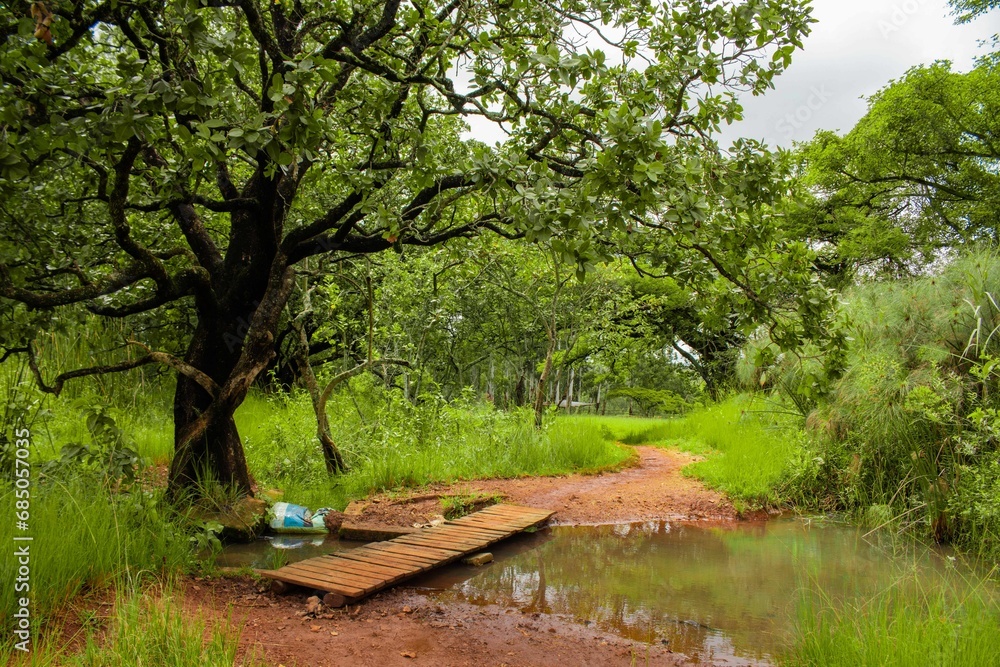 Rustic wooden bridge over a creek, leading to a peaceful forest