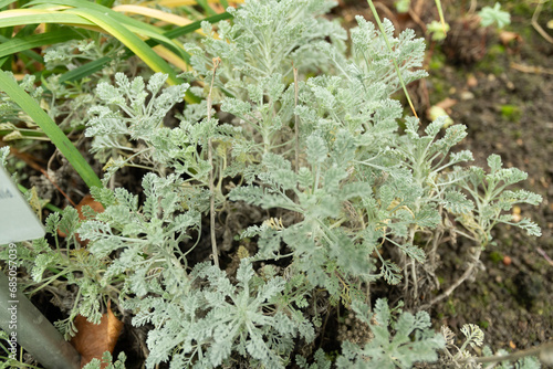 Tanacetum Argenteum plant in Saint Gallen in Switzerland photo