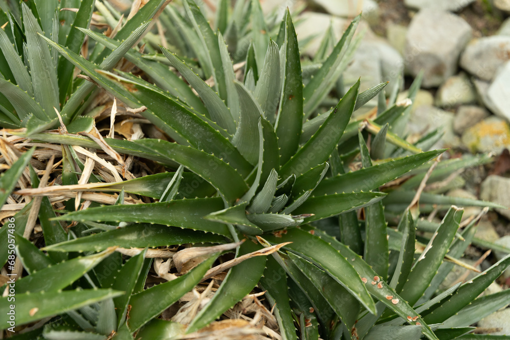 Sawblade or Dyckia Brevifolia plant in Saint Gallen in Switzerland Sawblade or Dyckia Brevifolia plant in Saint Gallen in Switzerland