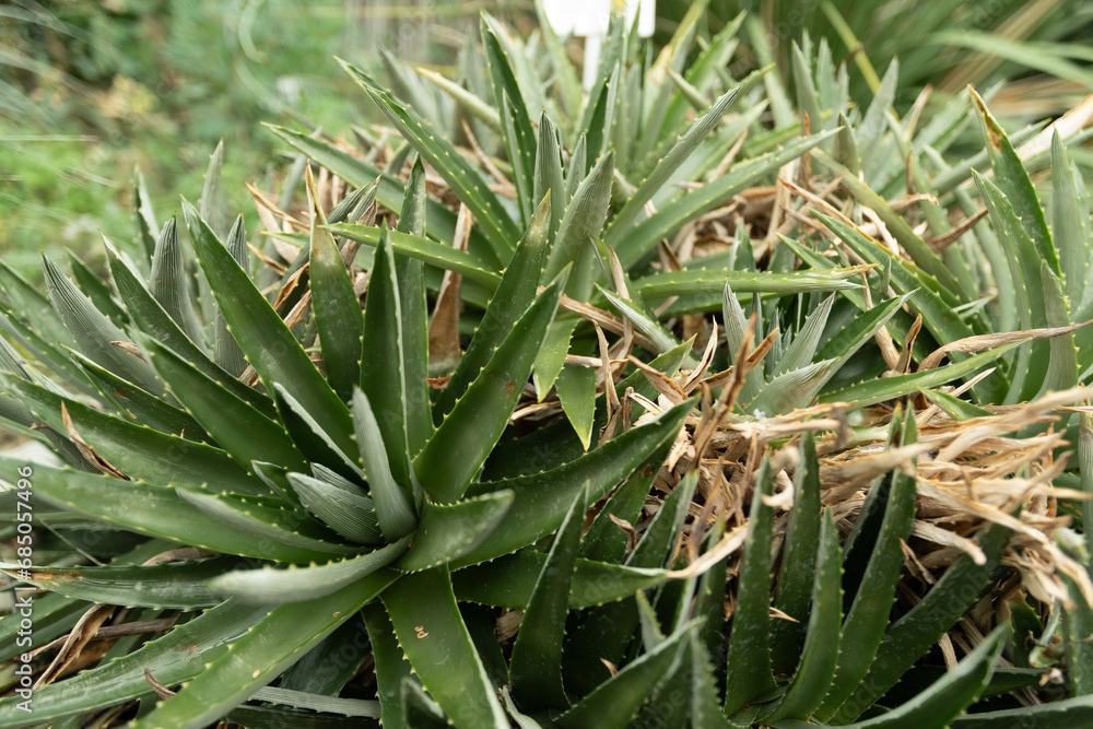 Sawblade or Dyckia Brevifolia plant in Saint Gallen in Switzerland Sawblade or Dyckia Brevifolia plant in Saint Gallen in Switzerland
