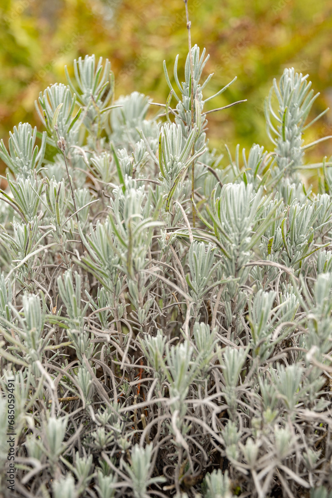 True lavender or Lavendula Angustifolia plant in Saint Gallen in Switzerland True lavender or Lavendula Angustifolia plant in Saint Gallen in Switzerland
