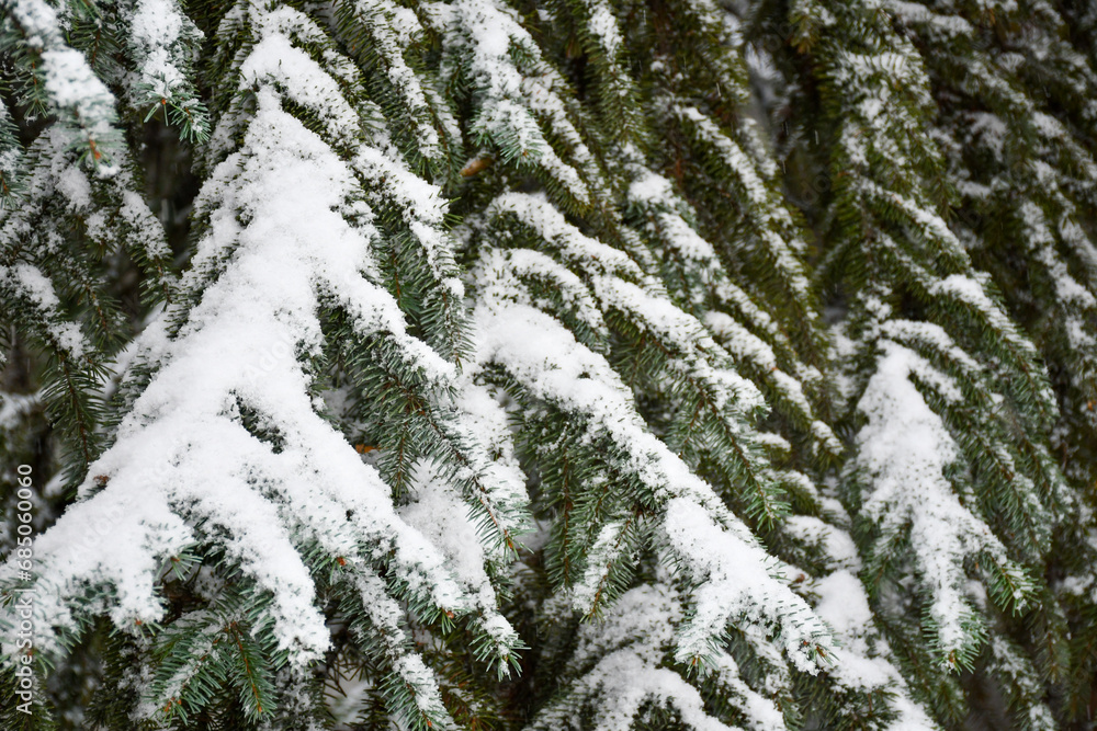 Snowy fir branches in winter, natural background