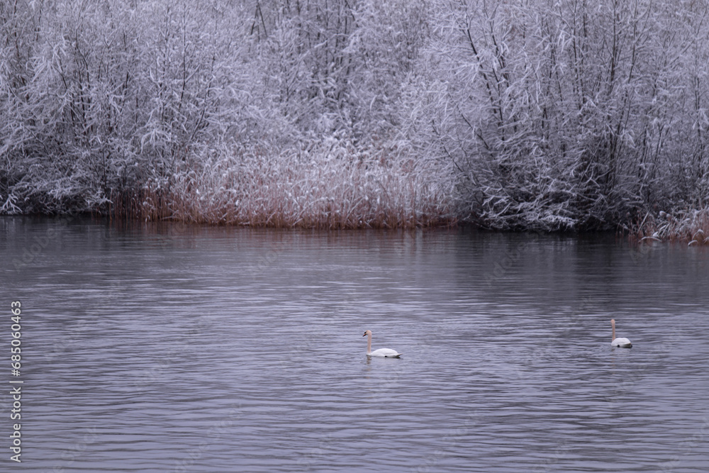Two swans swimming on the cold lake at the edge of the forest. Winter landscape with birds from the Cygnus family