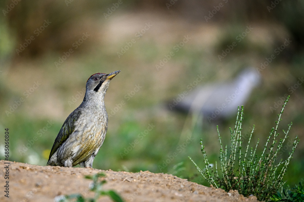 Great Spotted Woodpecker, perched on the ground. Great Spotted Woodpecker, perched on the ground.