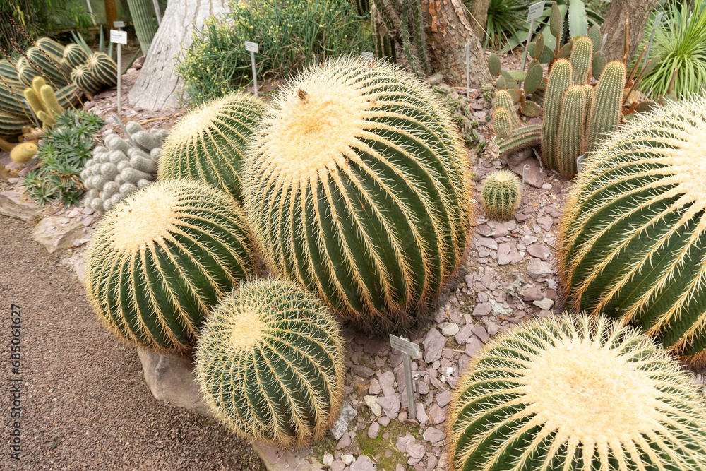 Golden barrel cactus or Echinocactus Grusonii plant in Saint Gallen in Switzerland Golden barrel cactus or Echinocactus Grusonii plant in Saint Gallen in Switzerland