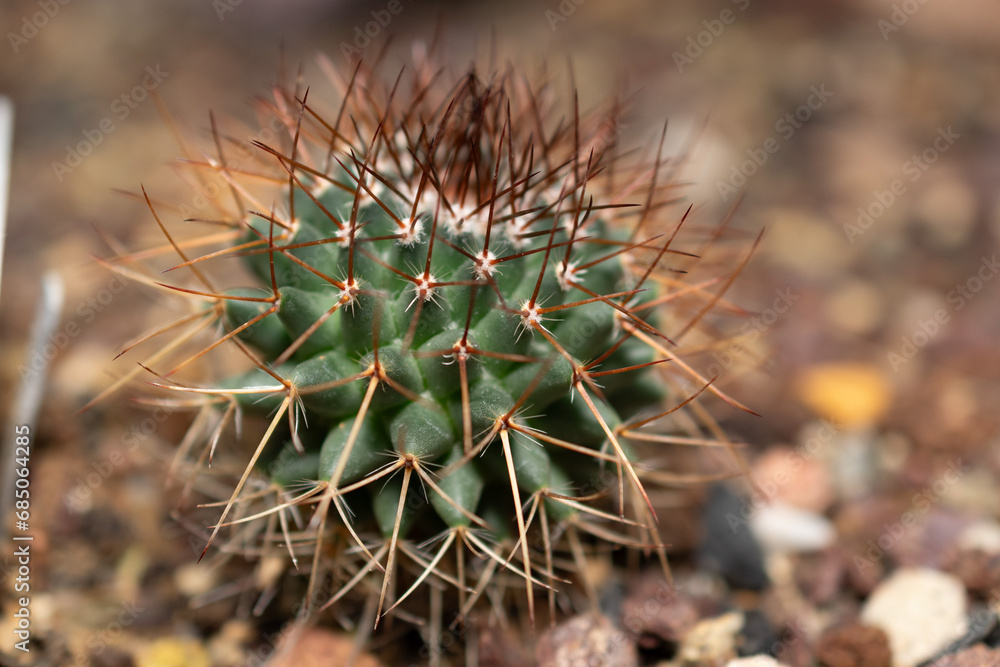 Rainbow pincushion cactus or Mammillaria Rhodantha plant in Saint Gallen in Switzerland Rainbow pincushion cactus or Mammillaria Rhodantha plant in Saint Gallen in Switzerland