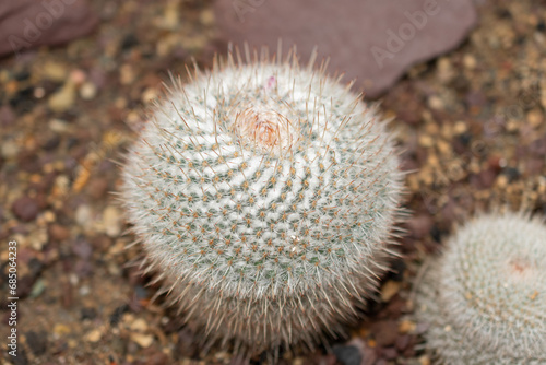 Twin spined cactus or Mammillaria Geminispina plant in Saint Gallen in Switzerland photo